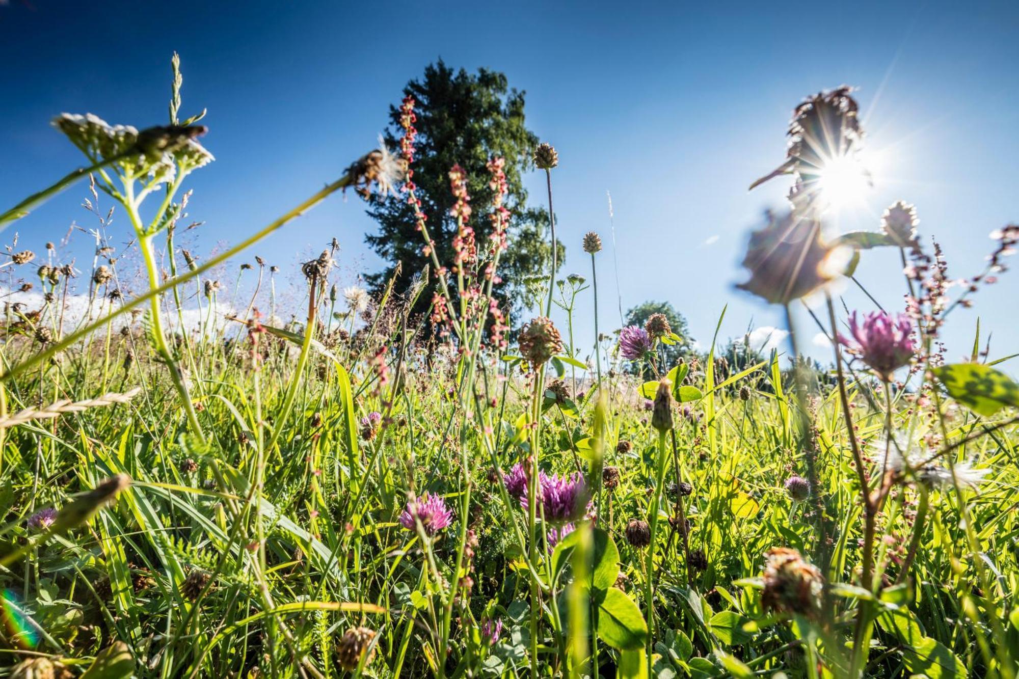 Ferienwohnung Seeblick Nr 5, 2 Zi-Baerental, Feldberg Rotwasser Exteriör bild