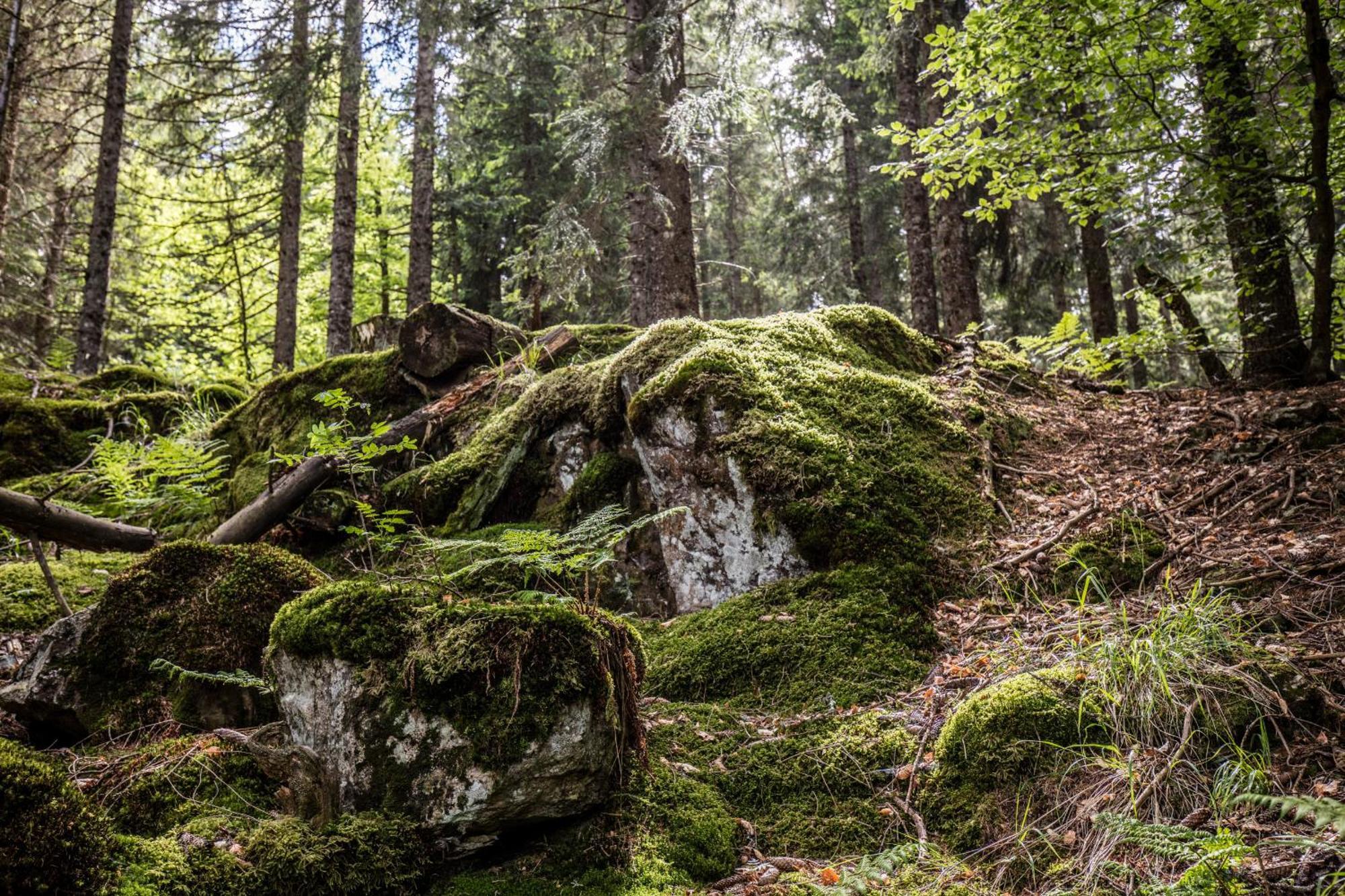 Ferienwohnung Seeblick Nr 5, 2 Zi-Baerental, Feldberg Rotwasser Exteriör bild